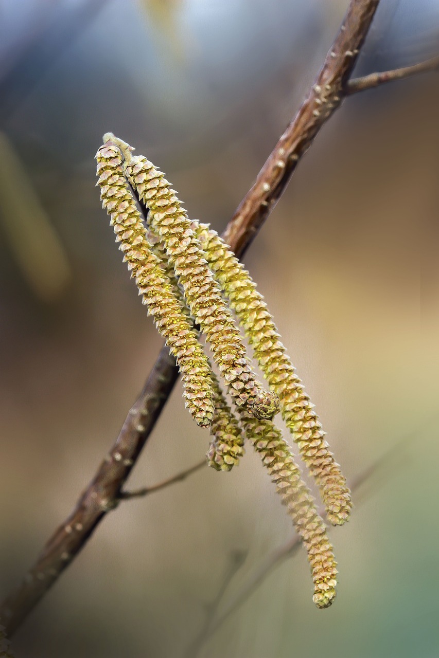La saison pollinique 2025 bat son&nbsp;plein!